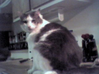 my big daddy