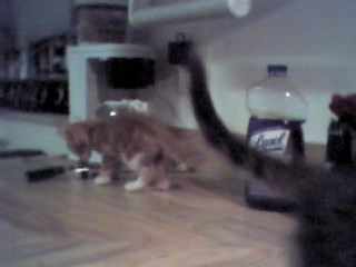tabby kitten (9weeks male) meems brother