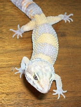 albino leo