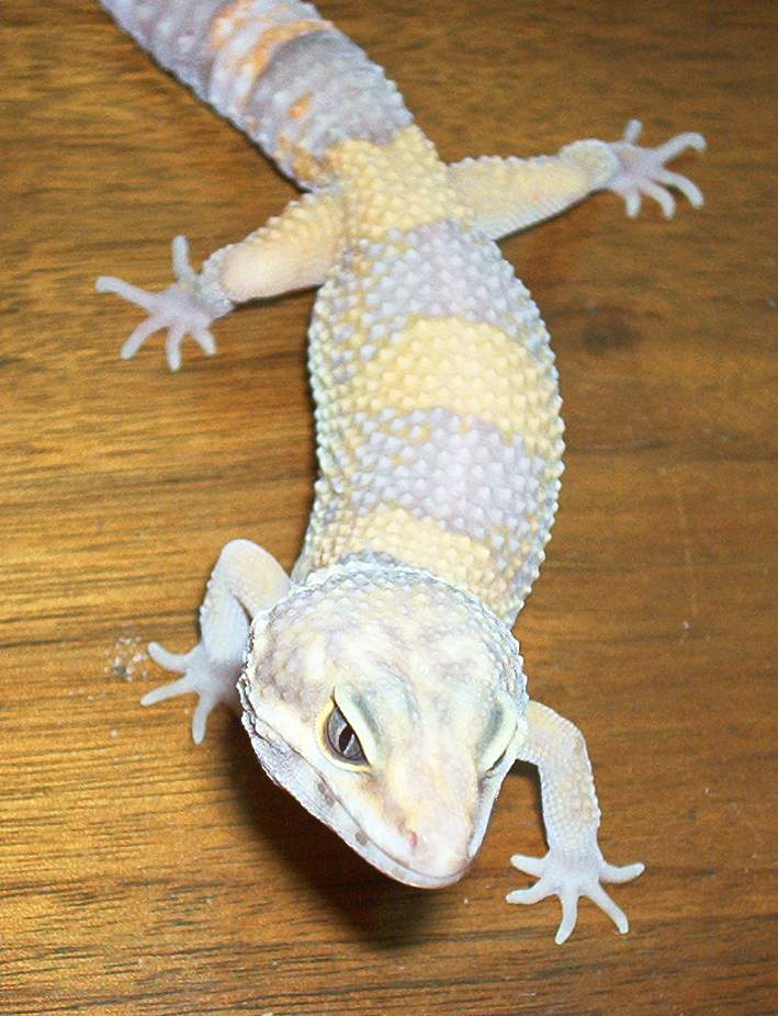 albino leo