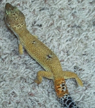 carrot tail leo
