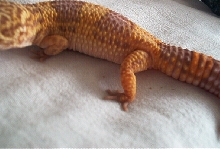 gravid3