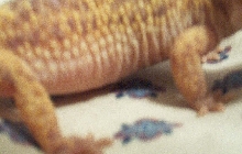 gravid side
