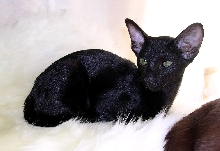 Purrfect Beauty Lady In Black