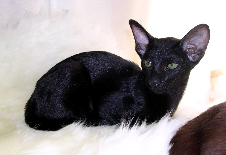 Purrfect Beauty Lady In Black