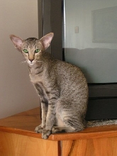 Sheeba