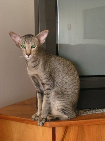 Sheeba