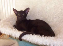 Purrfect Beauty Pretty Woman