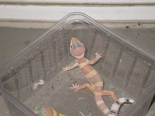 Albino