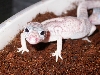 snowflake elegans