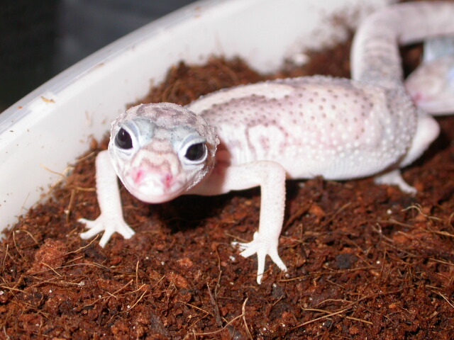 snowflake elegans
