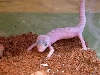snowflake elegans
