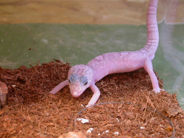 snowflake elegans