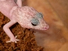 snowflake elegans