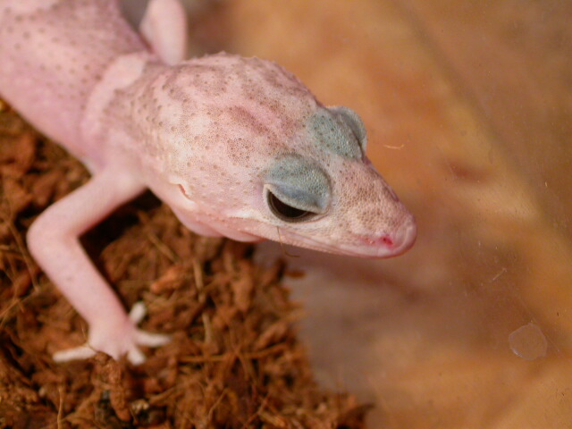 snowflake elegans