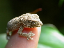 T. chazaliae