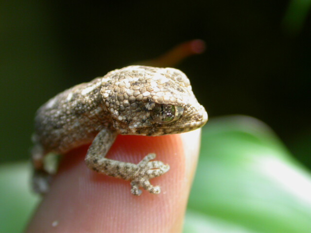 T. chazaliae