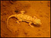 Stenodactylus