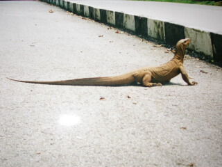 Monitor