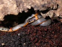 What snake is this?