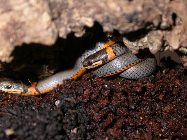 What snake is this?