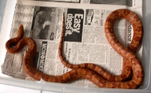 unknown rat snake