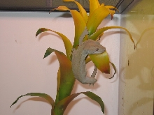 hanging on to the bromiliad