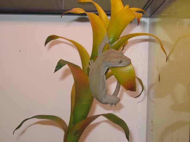 hanging on to the bromiliad