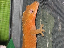 red on the wall