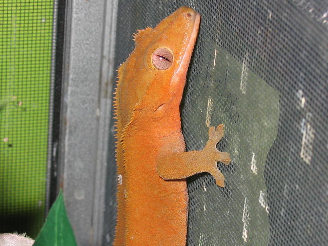red on the wall