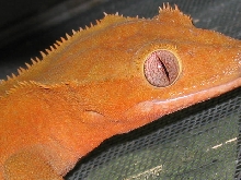 close up red