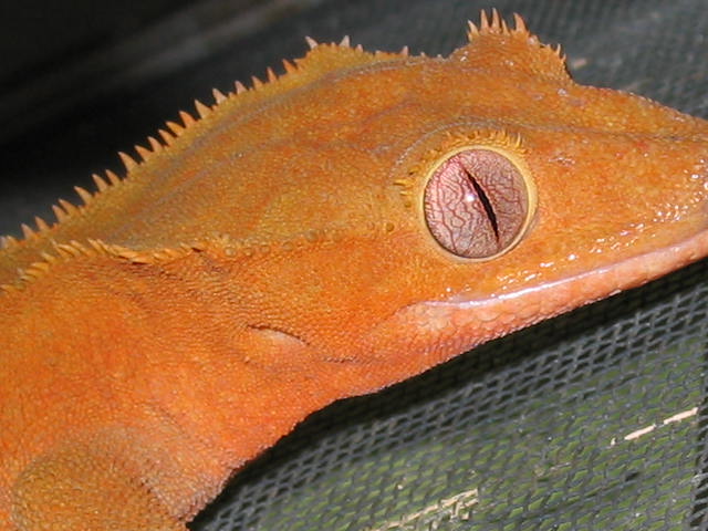 close up red