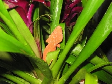 red crested gecko