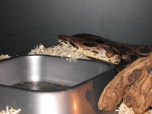 hey look my dumeril
