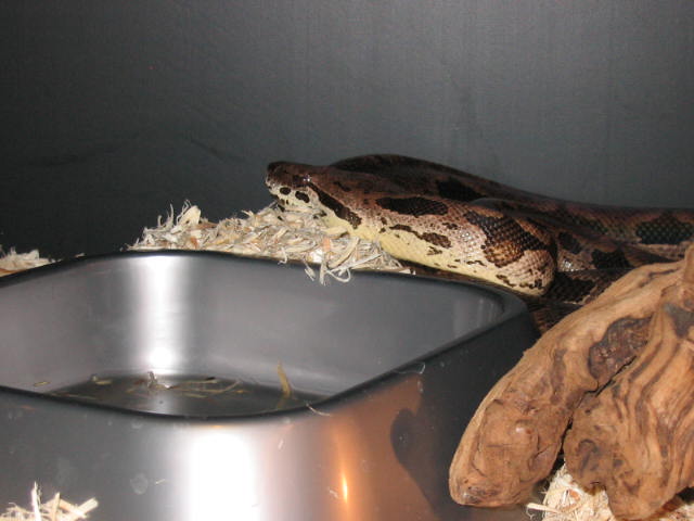 hey look my dumeril
