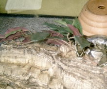 my breeding pair
