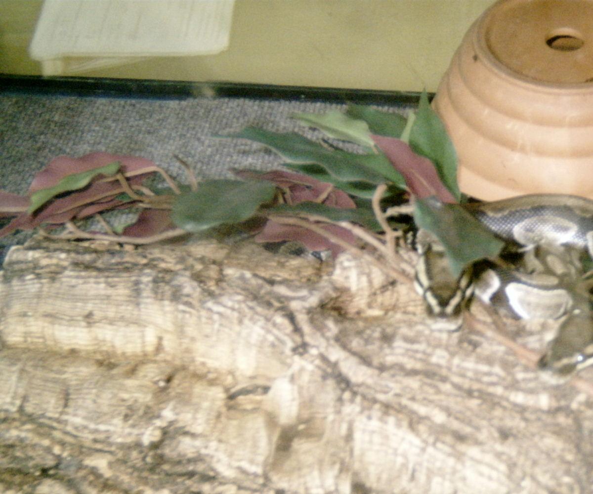 my breeding pair
