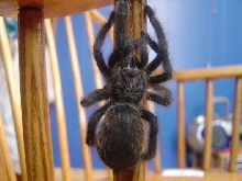 A Avicularia..Harriet