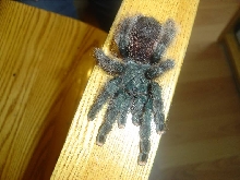 A Avicularia...Arachne