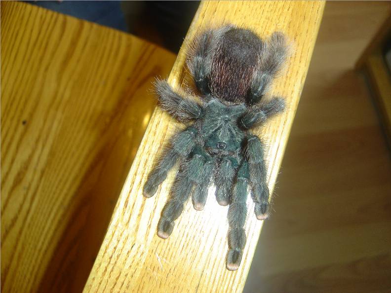 A Avicularia...Arachne