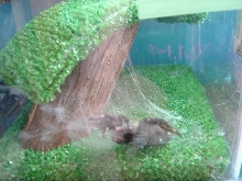 is she molting?