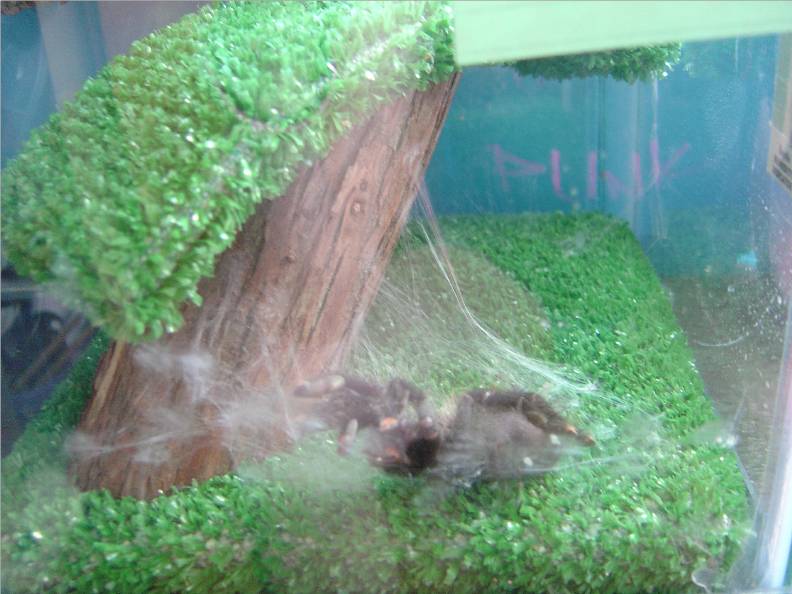 is she molting?