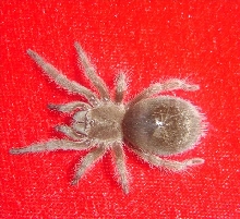 G Pulchra baby