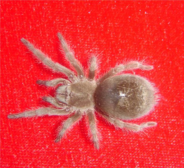 G Pulchra baby