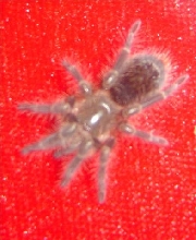 G Aureostriata.. with a hint of stripes