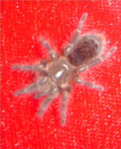 G Aureostriata.. with a hint of stripes
