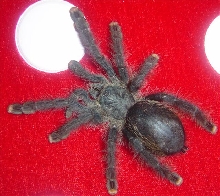 Harriet...A Avicularia female