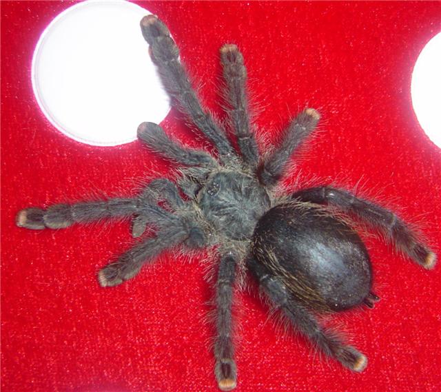 Harriet...A Avicularia female