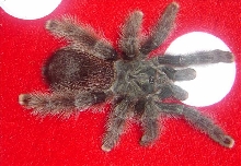 Arachne A Avicularia female