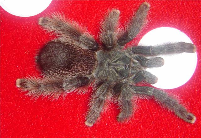 Arachne A Avicularia female